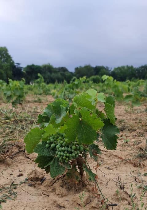 Domaine Villecarla Villedubert Dış mekan fotoğraf