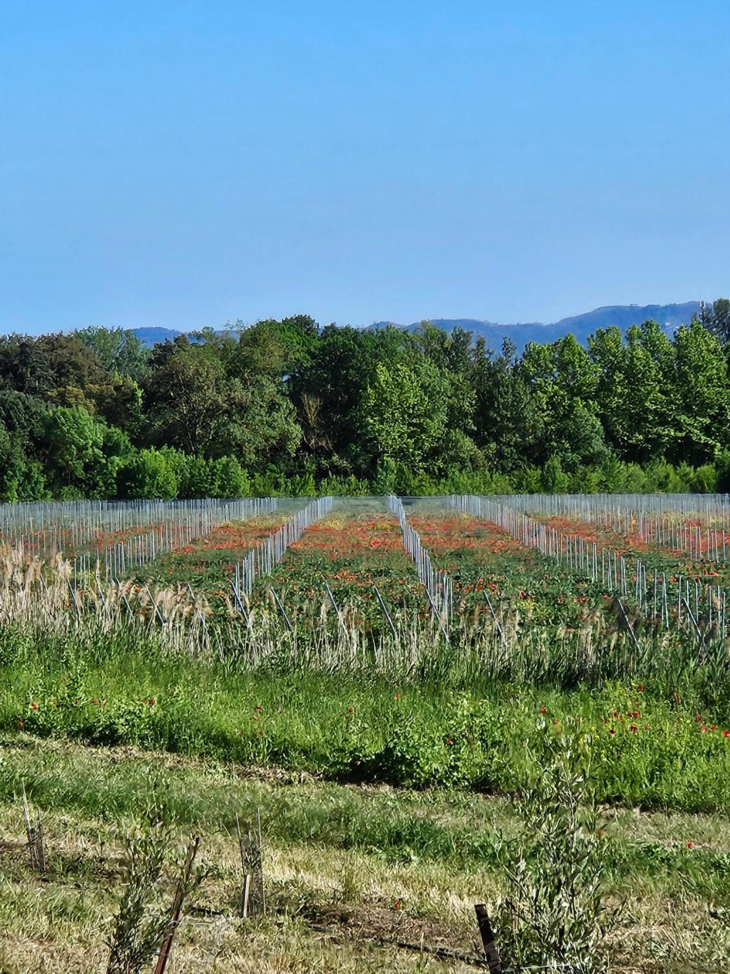 Domaine Villecarla Villedubert Dış mekan fotoğraf